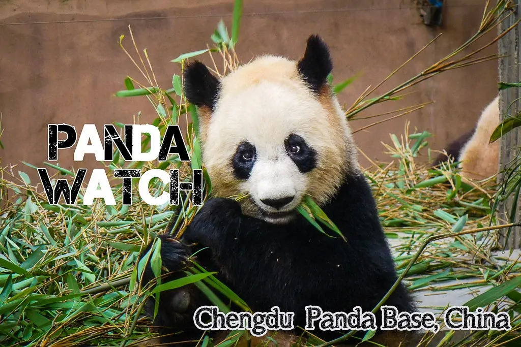 Chendgu Panda Base ©thewholeworldisaplayground
