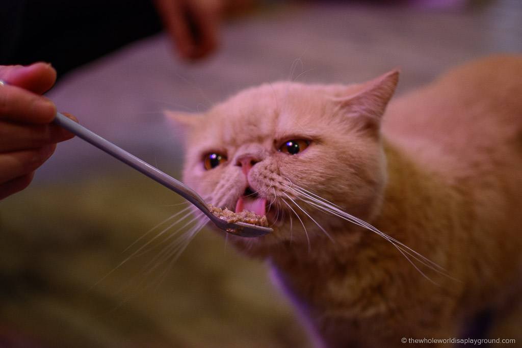 Visit Bangkok Cat Cafe Caturday ©thewholeworldisaplayground