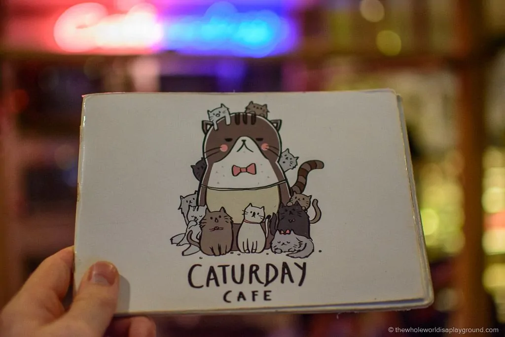 Visit Bangkok Cat Cafe Caturday ©thewholeworldisaplayground