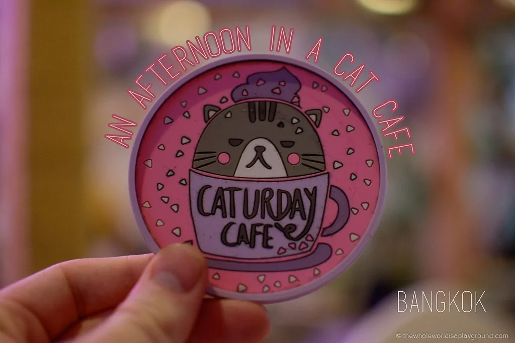 Visit Bangkok Cat Cafe Caturday (31)