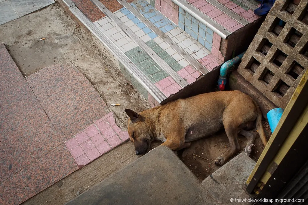 Myanmar Stray Dogs ©thewholeworldisaplayground