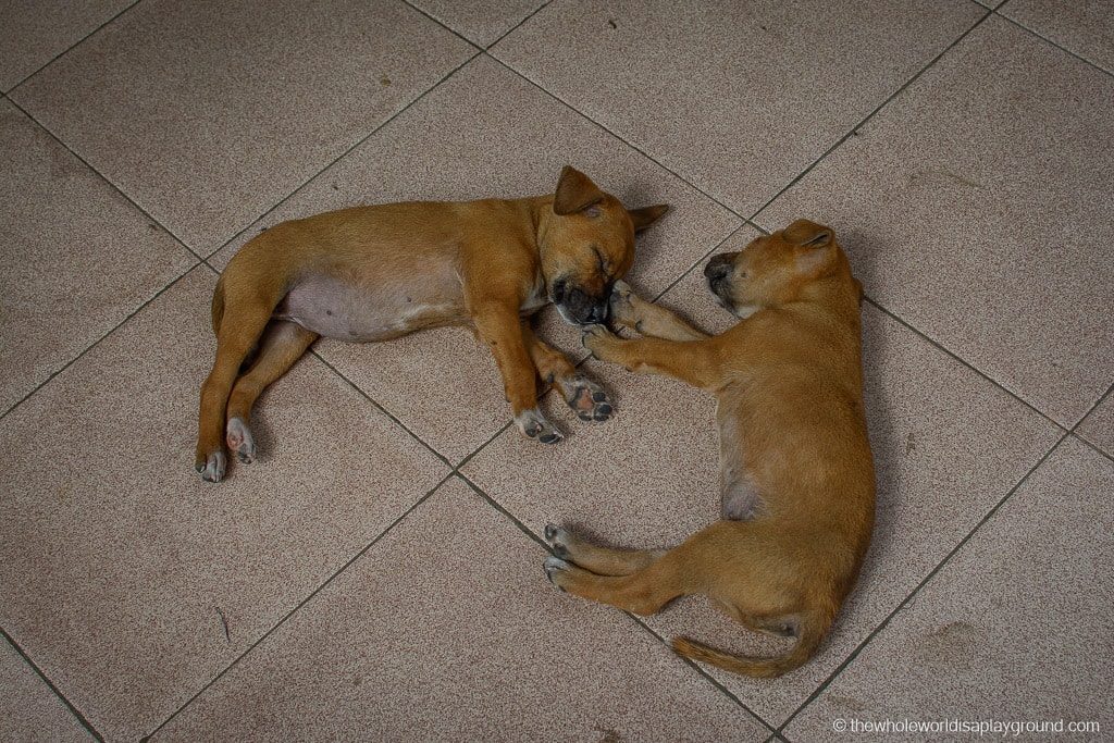 Myanmar Stray Dogs ©thewholeworldisaplayground