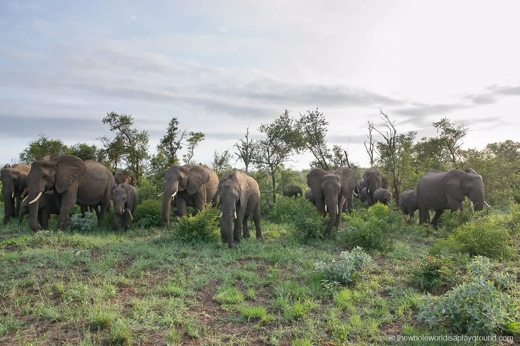 Inyati Game Lodge Sabi Sands South Africa Review-46