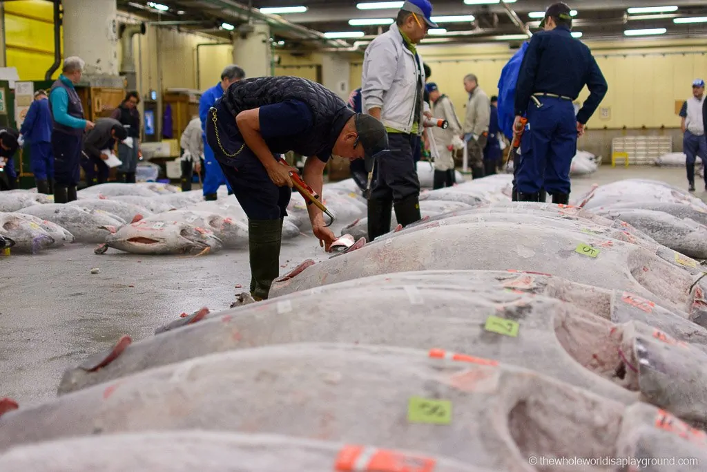 Visit Tsukiji fish market tuna auction Tokyo-23