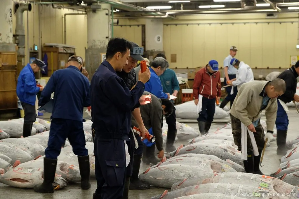 Visit Tsukiji fish market tuna auction Tokyo-28