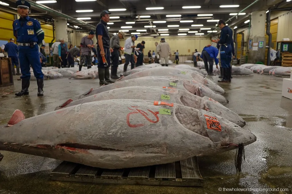 Visit Tsukiji fish market tuna auction Tokyo-31
