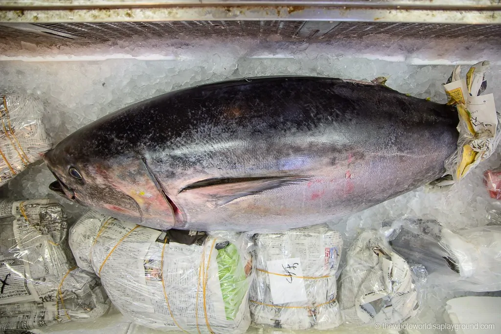 Visit Tsukiji fish market tuna auction Tokyo-44