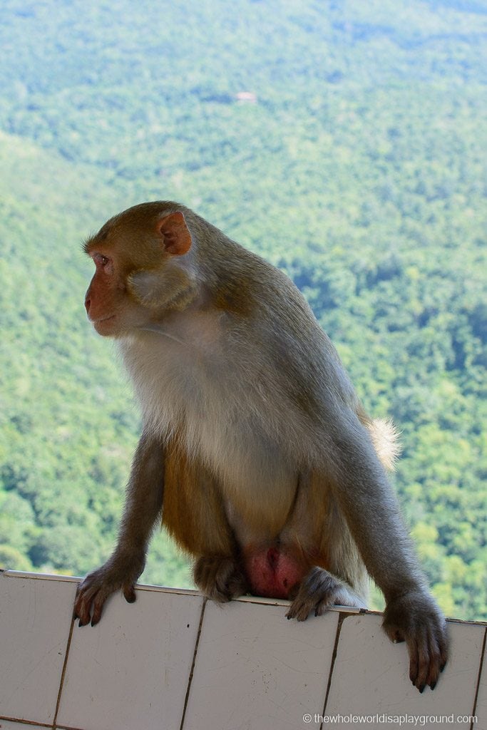 Myanmar Visit Mount Popa-16