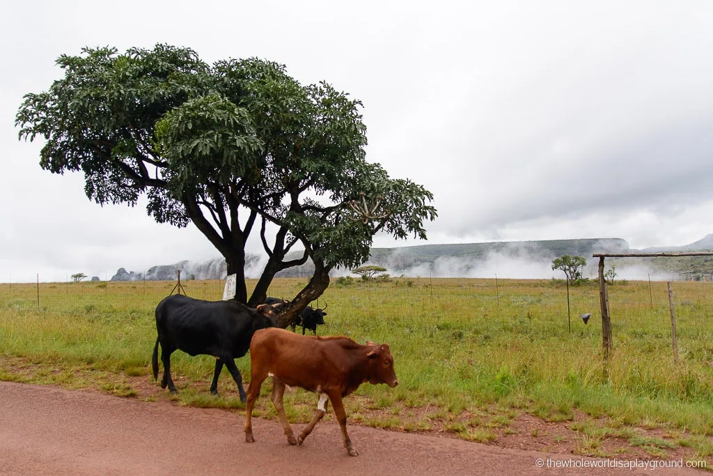 Renting a Car in South Africa