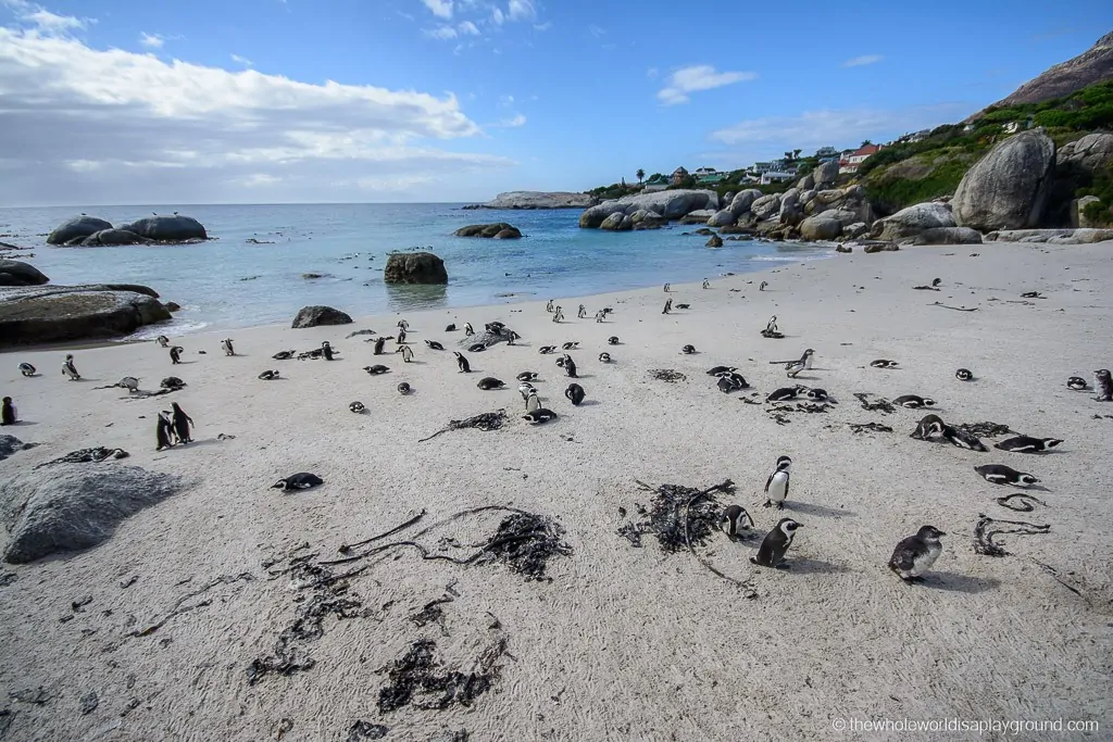 We spent hours watching the penguins at Boulders Beach!