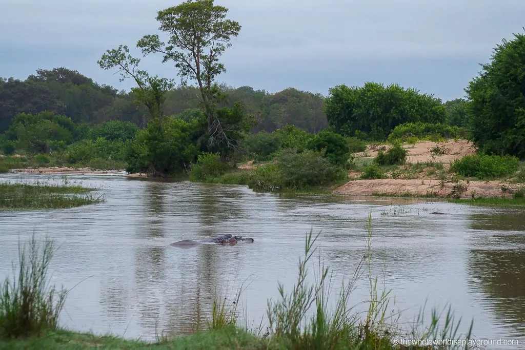 South Africa Kruger Safari Big 5 Best Photos-14