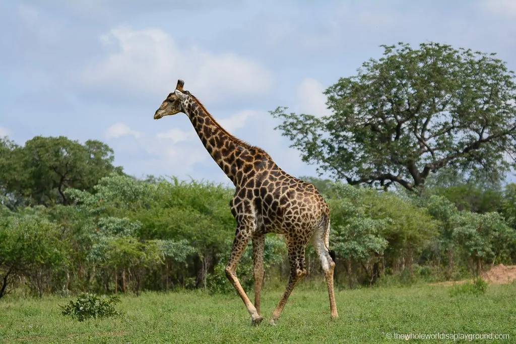 South Africa Kruger Safari Big 5 Best Photos-15