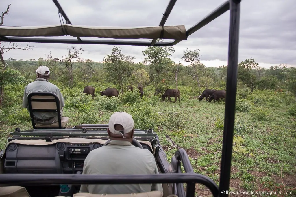South Africa Kruger Safari Big 5 Best Photos-16