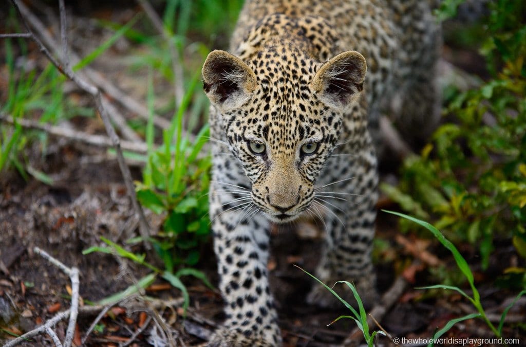 30 photos that made us fall in love with safari! Kruger and Sabi Sands, South Africa