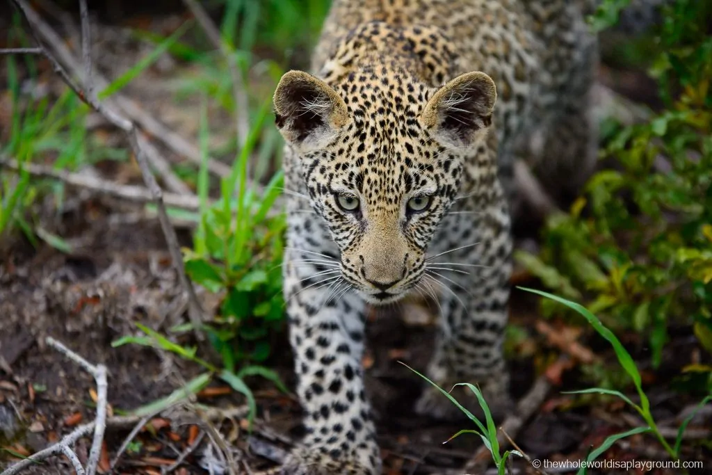 Leopard cub's intense focus