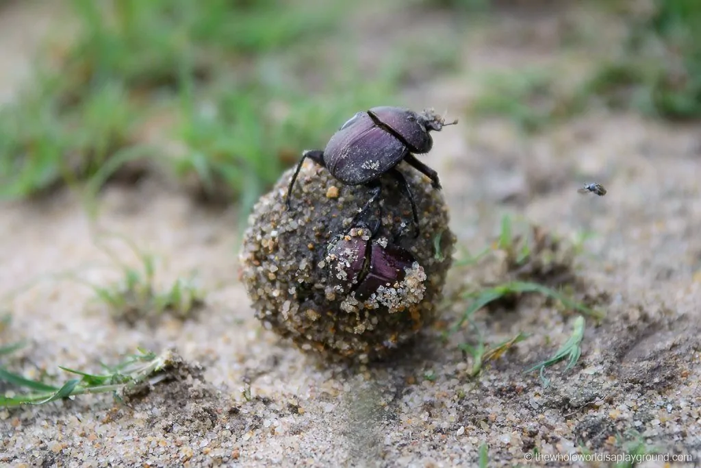 Dung beetle working hard