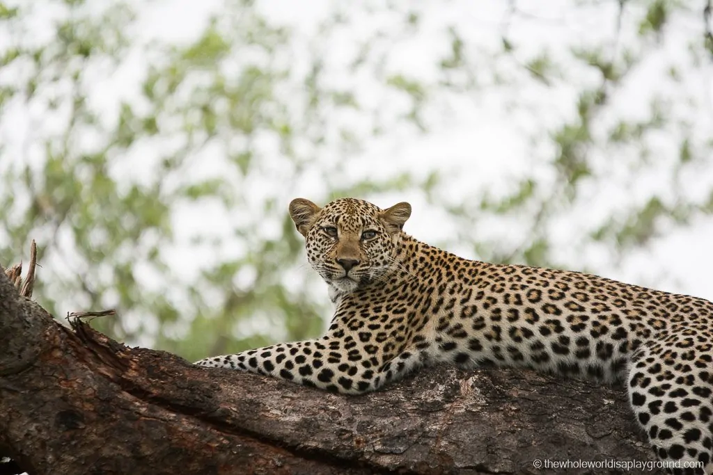 South Africa Kruger Safari Big 5 Best Photos-21