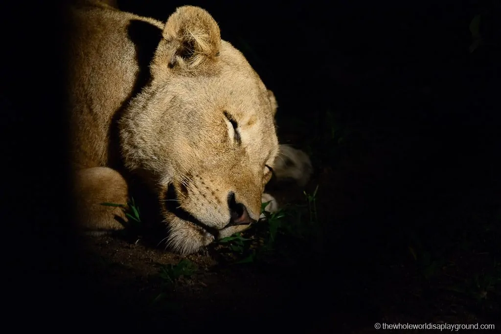 South Africa Kruger Safari Big 5 Best Photos-25