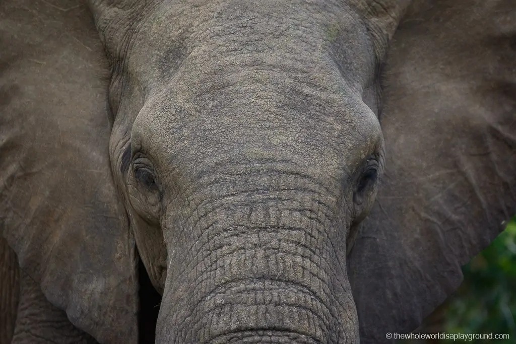 South Africa Kruger Safari Big 5 Best Photos-29