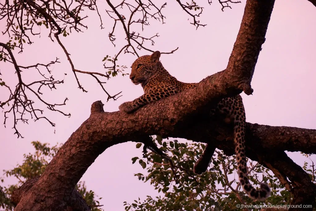 South Africa Kruger Safari Big 5 Best Photos-30