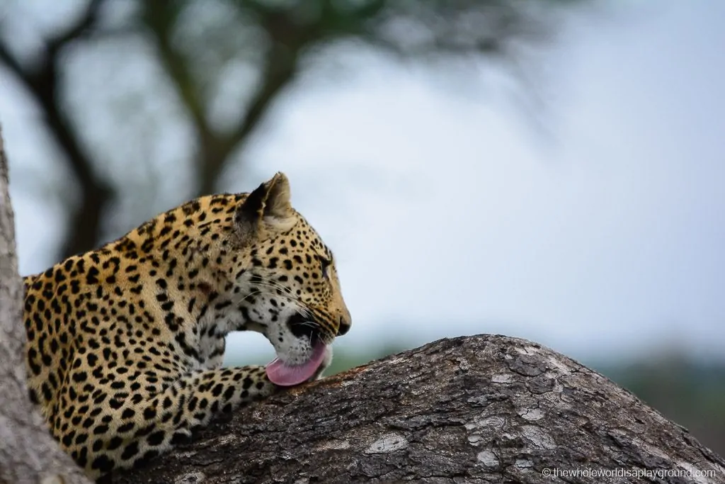 South Africa Kruger Safari Big 5 Best Photos-39