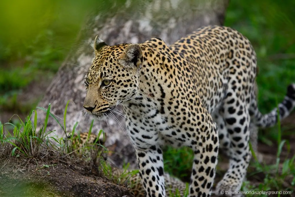 South Africa Kruger Safari Big 5 Best Photos-40