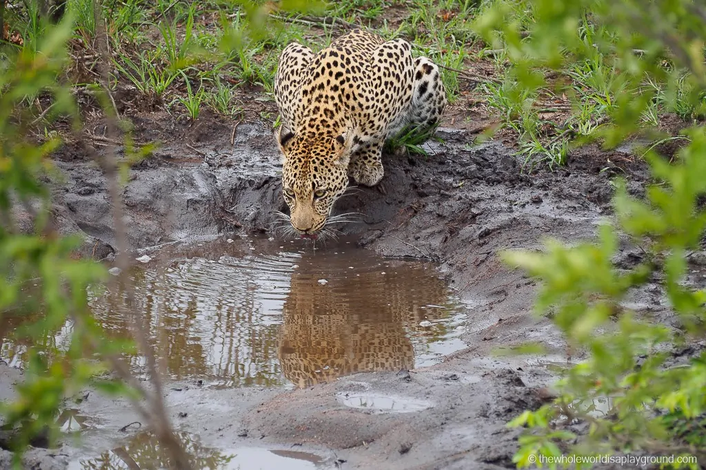 Leopard taking a water break