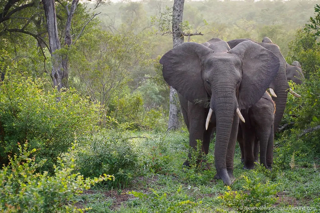 South Africa Kruger Safari Big 5 Best Photos-45