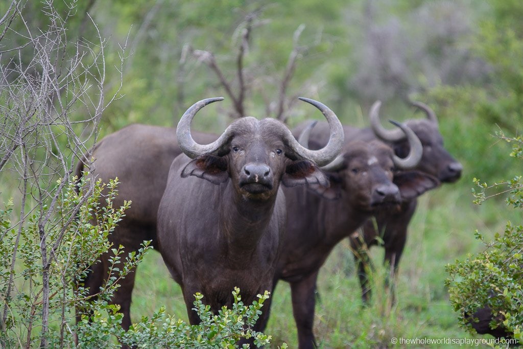 South Africa Kruger Safari Big 5 Best Photos-49