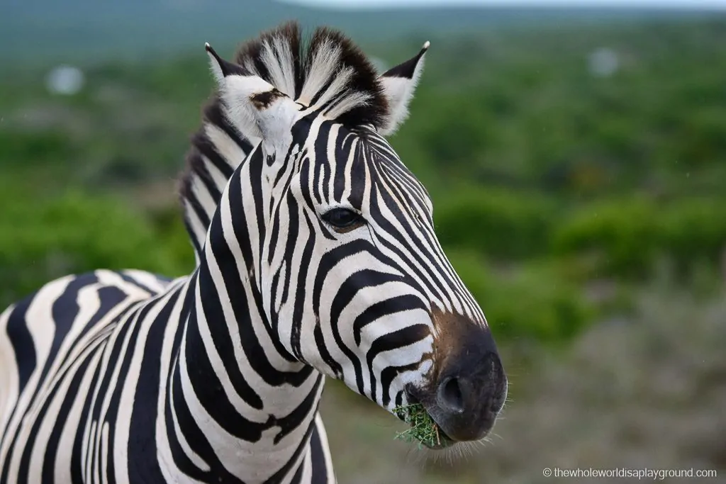 South Africa Kruger Safari Big 5 Best Photos-50