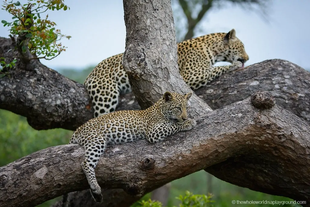 South Africa Kruger Safari Big 5 Best Photos