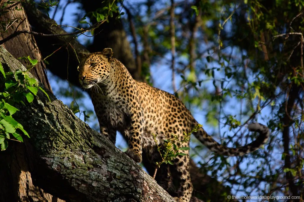 Botswana Little Vumbura Camp Wilderness Safaris Review-40