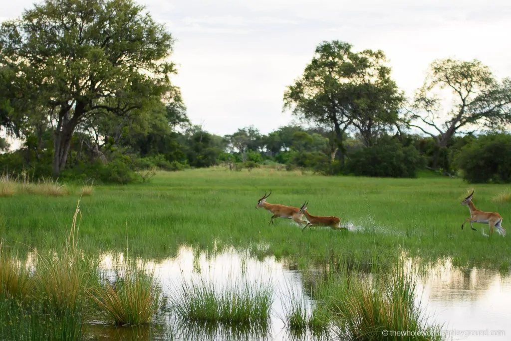 Botswana Little Vumbura Camp Wilderness Safaris Review-5