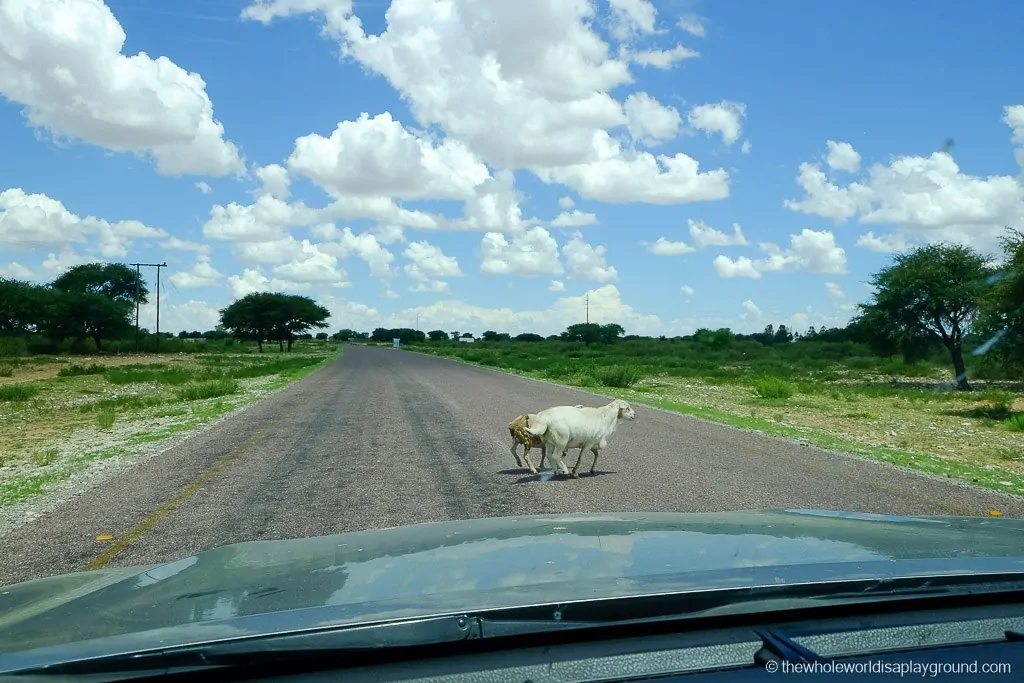 Botswana traffic...prepare for lots of animals on the road!