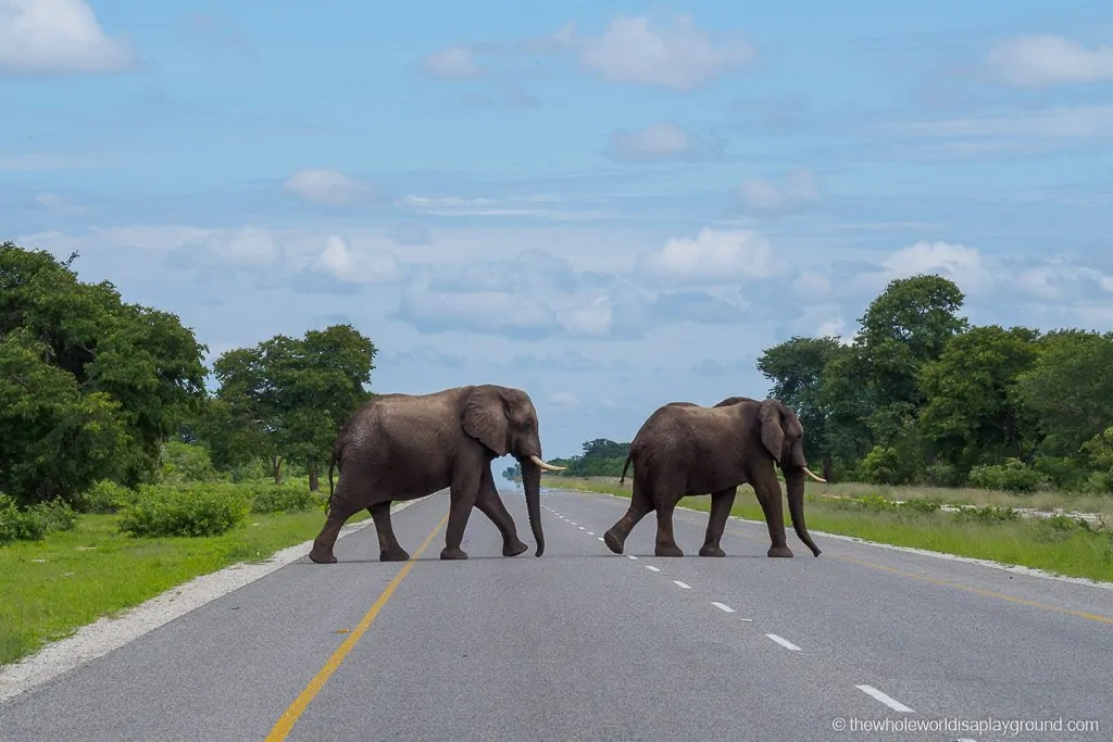 namibia botswana and victoria falls safari