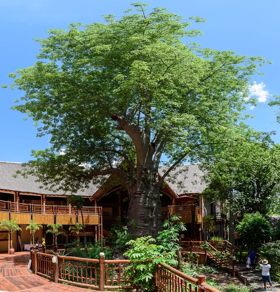 the huge, 800 year old Baobab at the Cresta 