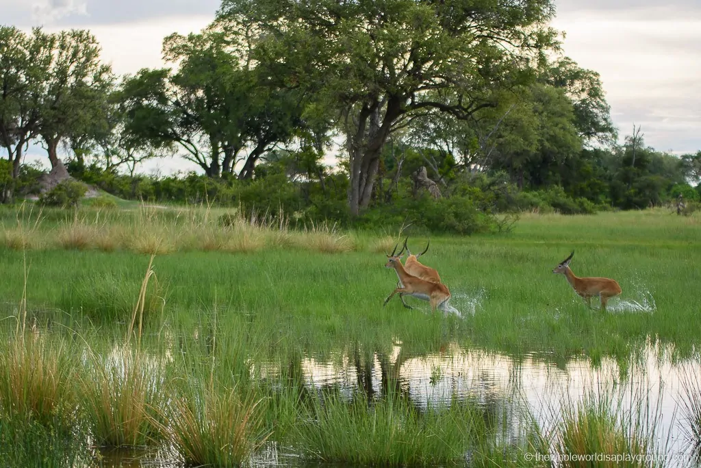 Botswana Okavango Delta Best Moments-16