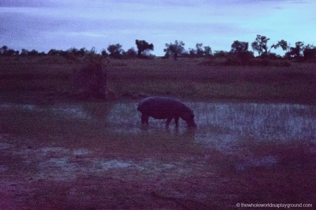 Botswana Okavango Delta Best Moments-24