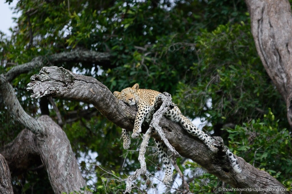 Botswana Safari Day Okavango Delta-31