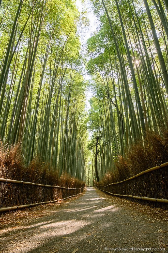 Arashiyama Bamboo Forest Kyoto The Whole World Is A Playground