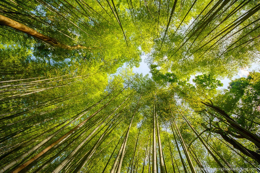 Arashiyama Bamboo Forest Kyoto The Whole World Is A Playground