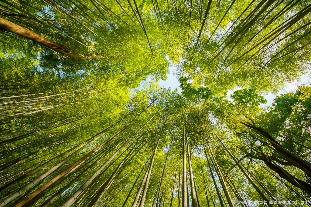 Arashiyama Bamboo Grove