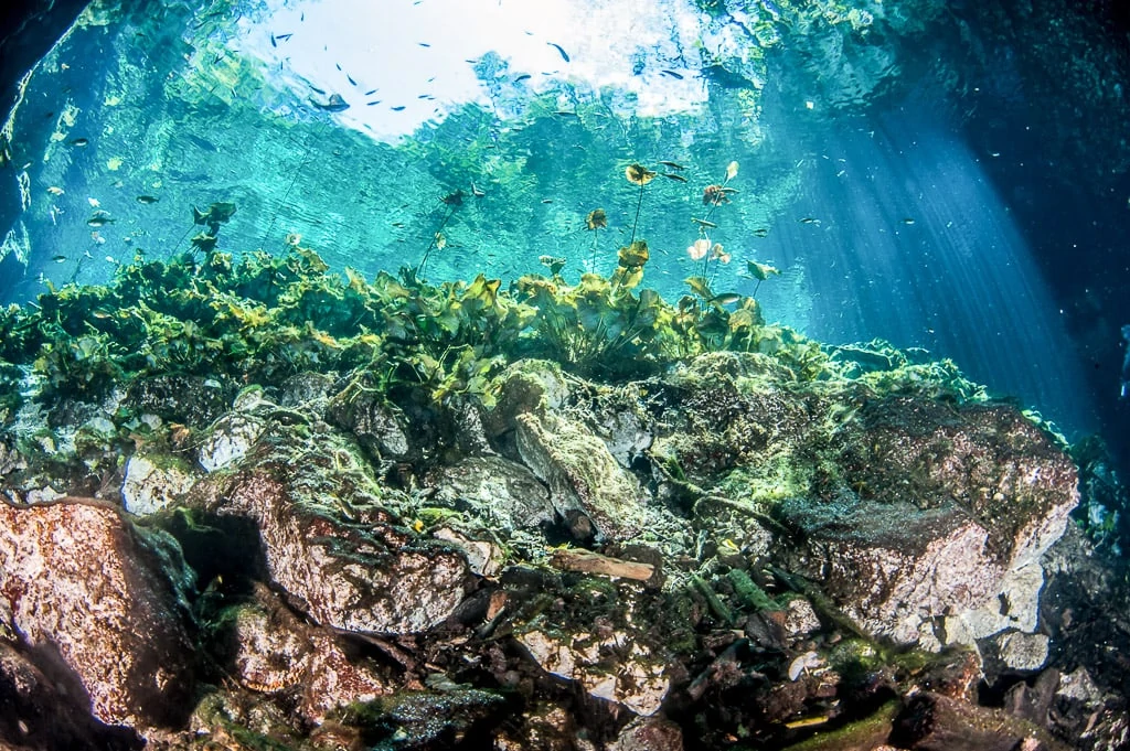 Playa del Carmen cenotes