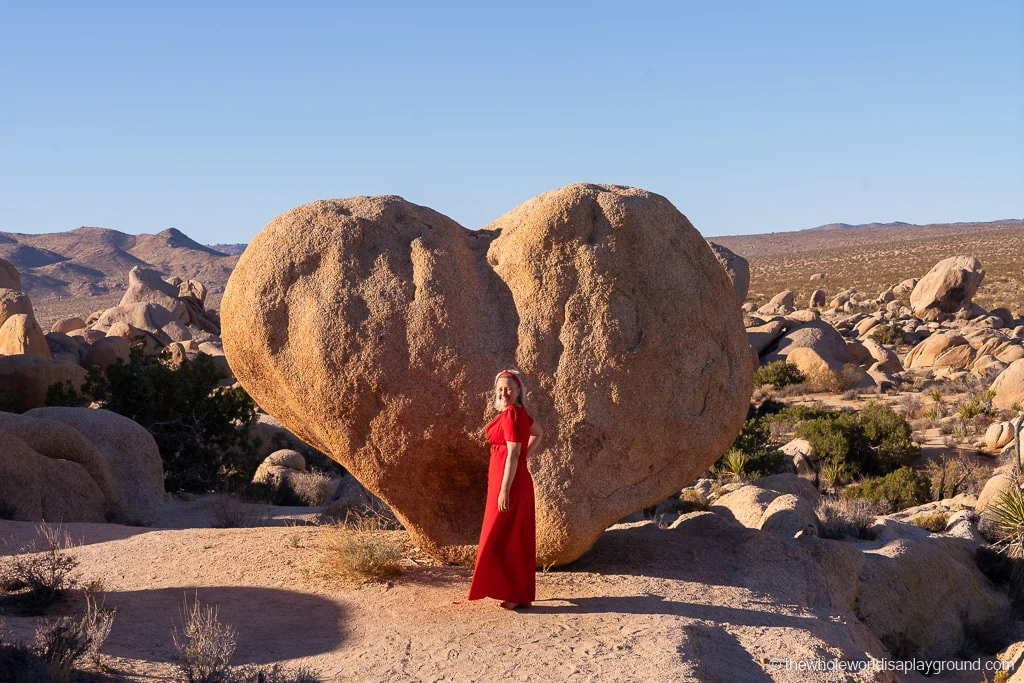 are dogs allowed in joshua tree