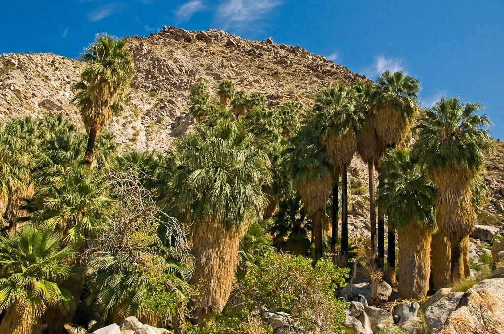 Things to do in Joshua Tree National Park (1)