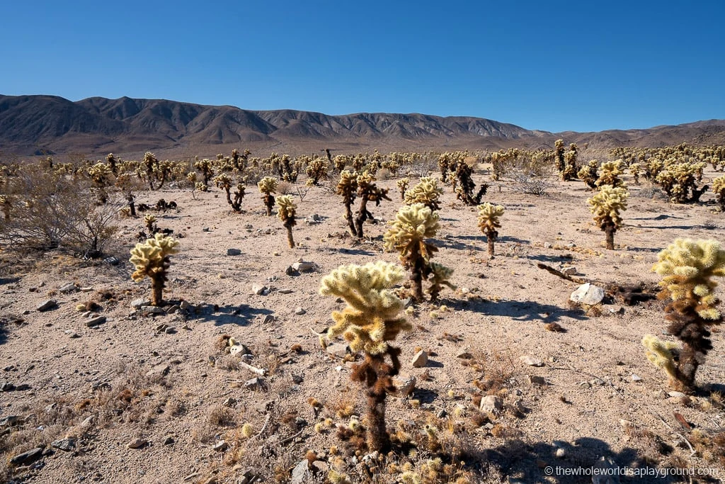 Things to do in Joshua Tree National Park