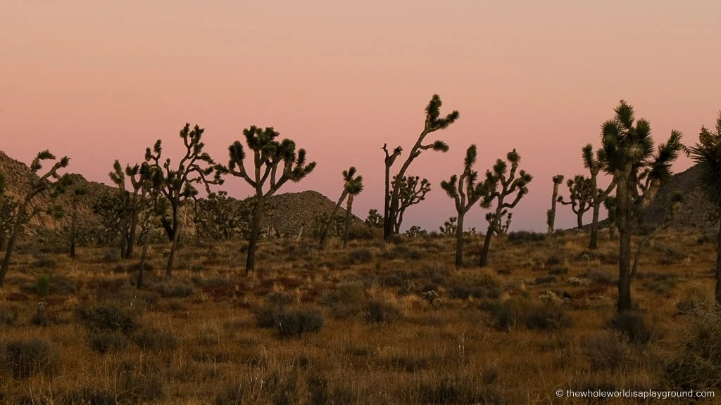 Things to do in Joshua Tree National Park