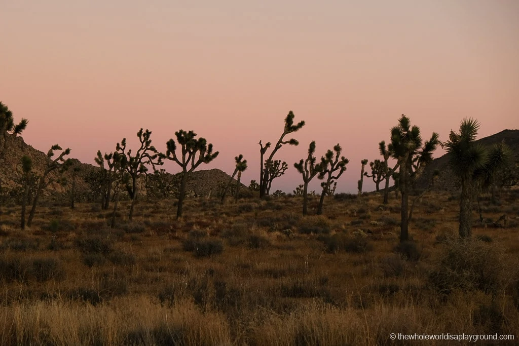 Things to do in Joshua Tree National Park