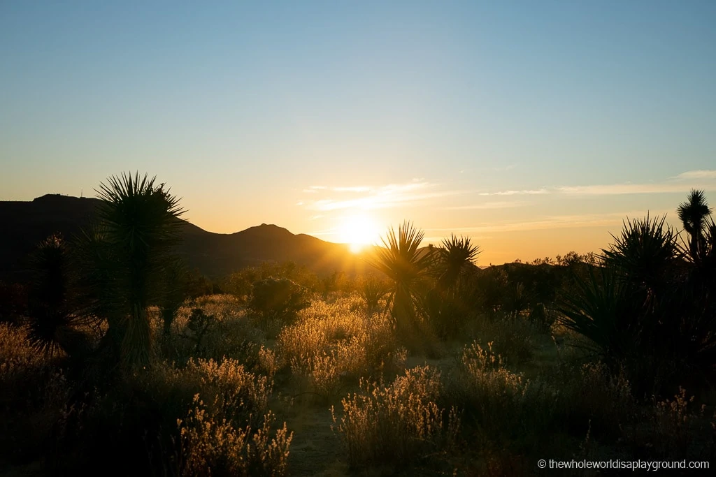 Things to do in Joshua Tree National Park