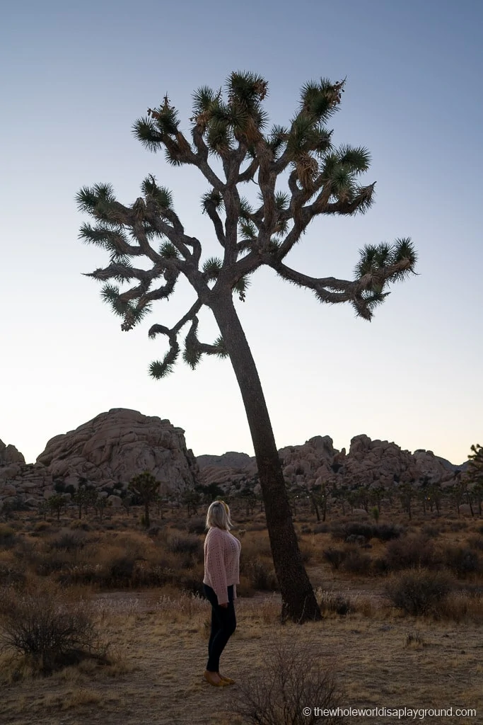 Things to do in Joshua Tree National Park